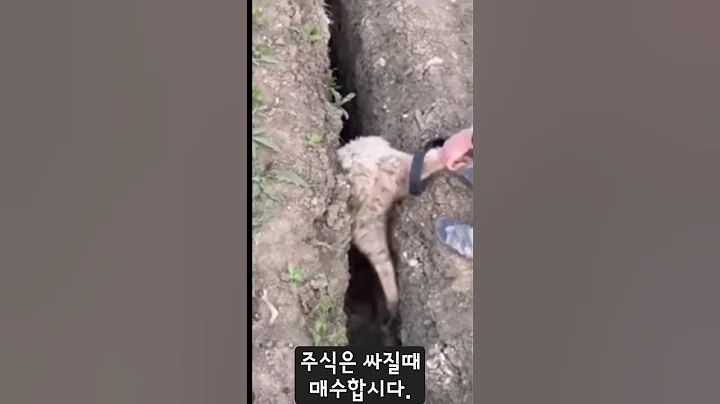 동아화성탈출시켜드립니다.곧슈팅나옵니다.ㅋ#동아화성#원주개미