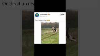 Un rêve 😭🤣#pourtoi#humour#drole #youtubeshorts#memes#edit#funny#funnymemes#lol