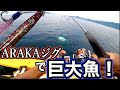 アラカジグ初使用！最初に釣れた魚が今年 最強の引き！！