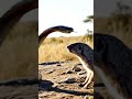 #shorts  #wildlife #snake #cobra