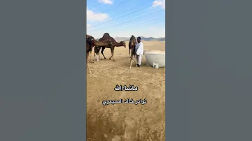 نوادر الابل الحمر السواحل 