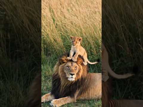 Le roi de la savane vous montre son petit 🦁! #lion #lions #animauxmignons #animaux #animals #nature