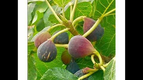 الشيخ خالد الجليل سورة التين