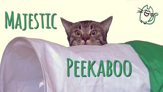 Cat's majestic stalking peekaboo by Jonasek The Cat 3,067 views 7 years ago 1 minute, 25 seconds