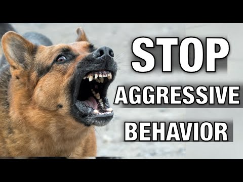 How to Stop Dog Reactivity: The Ultimate Guide