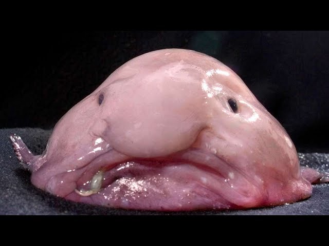 Mcphee GROANING Blobfish