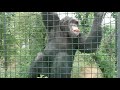 Шимпанзе Семён и Джуди на открытии! Тайган