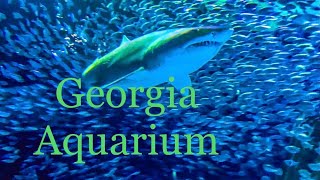 Georgia Aquarium 🐠