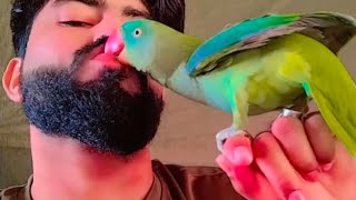 parrot  voice new_@#new