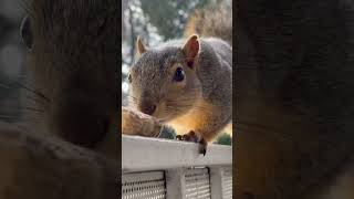 Neighborhood Squirrel Enjoys Peanut! 🐿️🌰