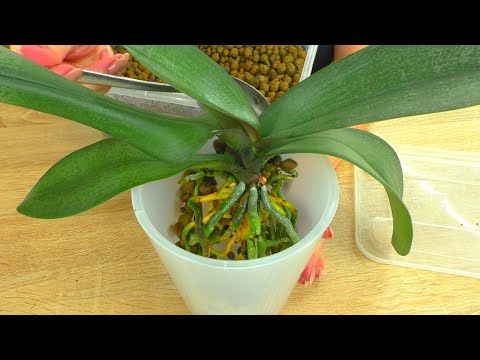 Видео: Как и кога да трансплантирам орхидея?