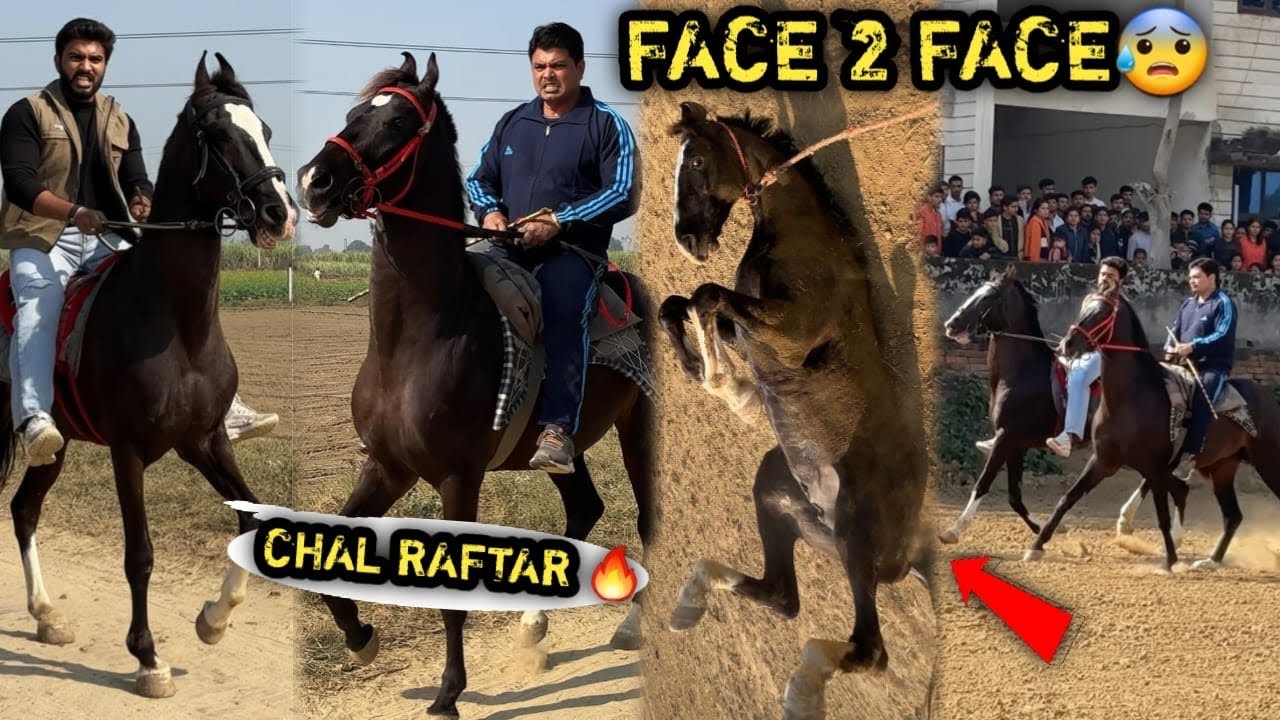 PEHELWAN Farms Ke 2 Chaalbaaz Ghode 🔥Aaj Bajirao Or Raftar Ki Khoob Takkar Hui 😡Kon Hai Chaalbaaz🔥