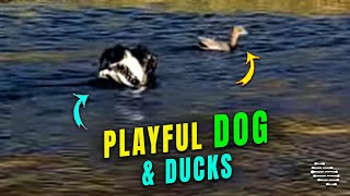 Playful Dog Chasing Ducks on a Dam in a Farm