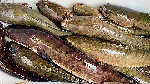 Đặt Lờ Cá Lóc Dưới Đồi Ai Ngờ Con Trăng Rừng Vào Lộp Quảng Hồn 🥶