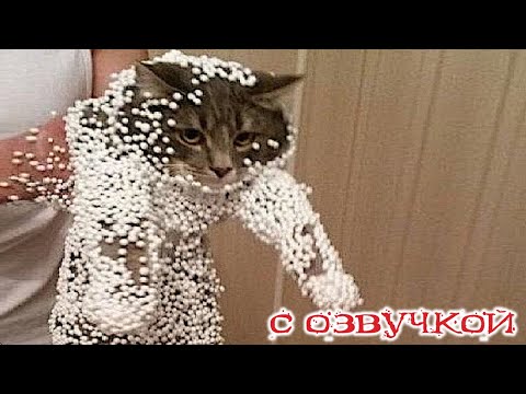 Приколы с котами! - СМЕШНОЕ ВИДЕО С КОТАМИ! С ОЗВУЧКОЙ! Смешные животные!
