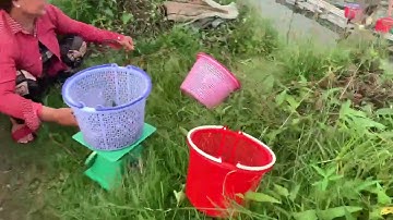 CÁ sặc rằn giống, ac cần liên hệ 0909770509, trại cá giống út me hỗ trợ kĩ thuật và đầu ra cho khách