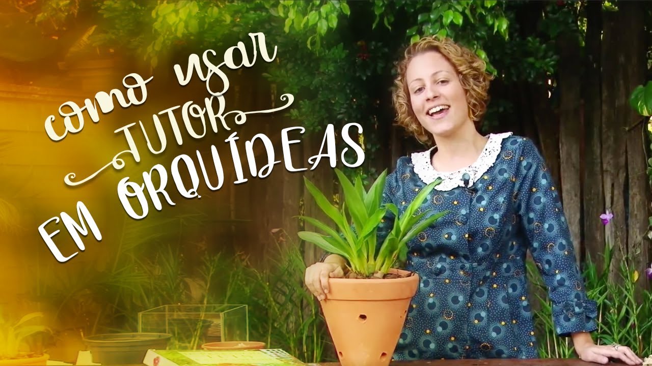 Como prender uma orquídea grande ao tutor Como prender uma orquídea grande ao tutor