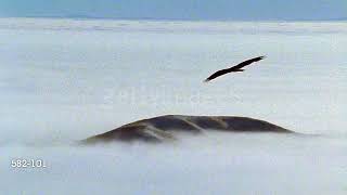 Baby Einstein Stock Footage - Eagle Soaring