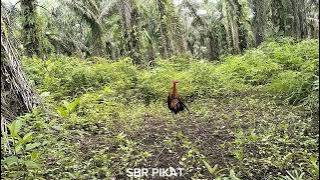 Ayam hutan ini babak pertama cuma menghindar 