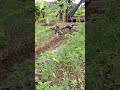 PAK EKO CABUT RUMPUT
