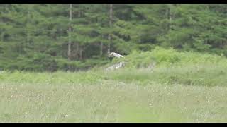 Hen Harriers in Scotland