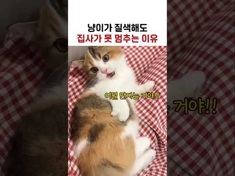 냥이가 #고양이 #냥춘기 #고양이쇼츠  질색해도 집사가 못 멈추는 이유 thumbnail