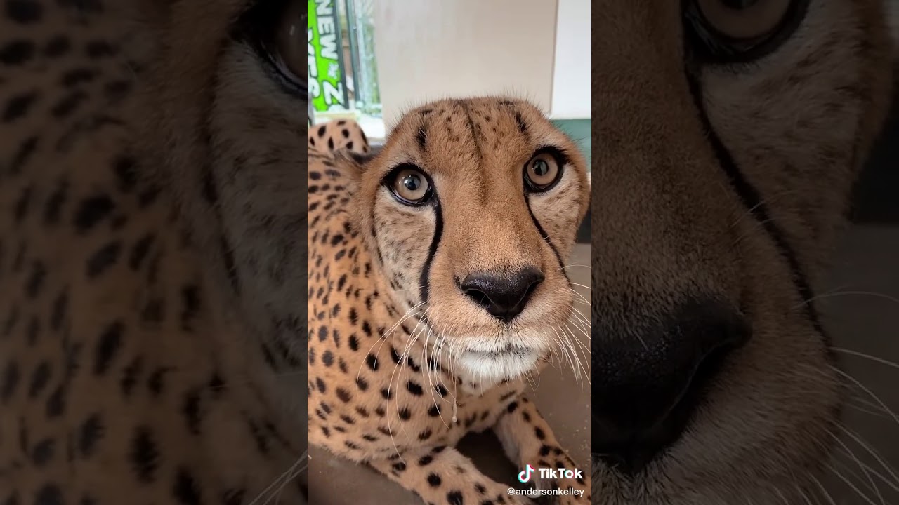 El Tigre Mas Lindo Del Mundo