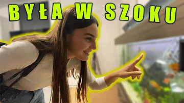 PRZEPROWADZAM 13 KURCZAKÓW SILKI !!!