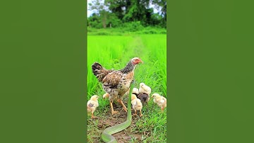 A snake is harassing a chicken nest #nature #birds #snake #shorts