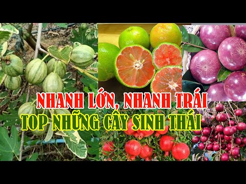 Video: Cây Ăn Quả Cho Vườn Khu 7 - Chọn Cây Ăn Quả Phát Triển Ở Khu 7