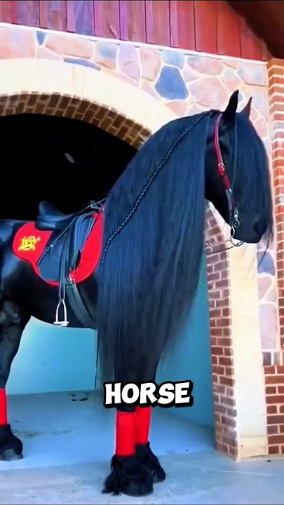 5 Things you Should Know About The Friesian Horse #horse #equestrian #equestrianjourney #animals