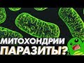 Митохондрии были паразитами (гипотеза)
