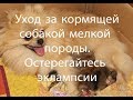 Чем кормить кормящую суку ?