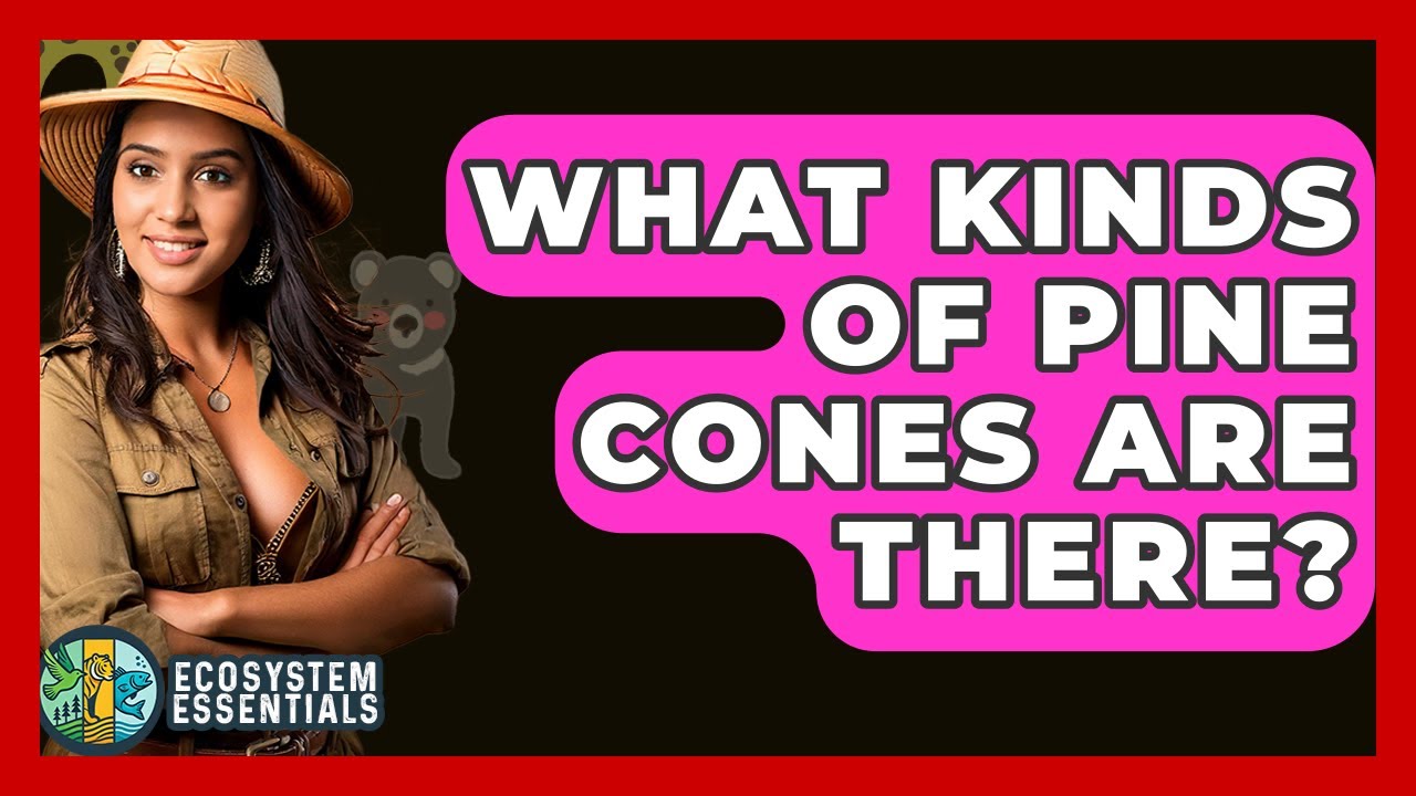 What Kinds Of Pine Cones Are There? - Ecosystem Essentials