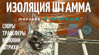 видео: Споры грибов - выделение штамма  картинка: Споры грибов - выделение штамма