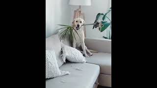 Life After Getting a Dog Is Pure Chaos 😂🐶 #LifeWithADog #DogLife #DogChaos #FunnyDog #PetLovers