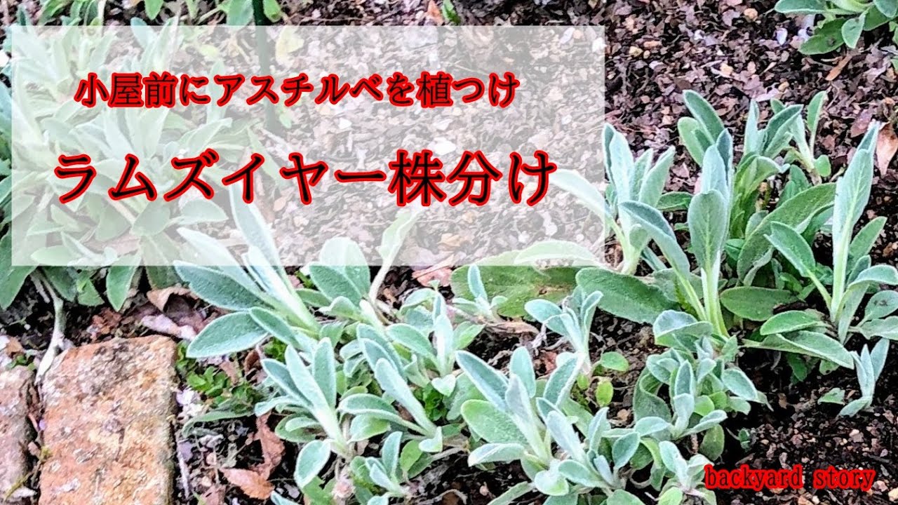 ガーデニング 裏庭物語backyard Story 小屋前に花を植えたりラムズイヤーの株分けしました Youtube