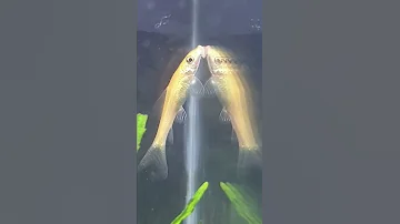 Best Sucker fish in Aquarium