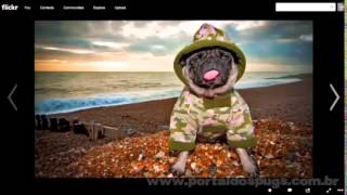 Flickr - Propaganda com Pug