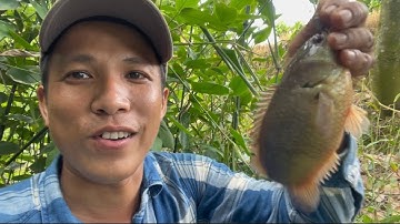 Câu Cá Rô Đồng, Lập Kỷ Lục Khi Một Ụ Mà Câu Dính Liên Tục 7 Con Cá Bự | miền quê Tiền Giang