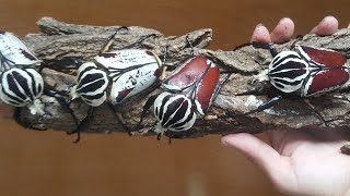 Goliath Beetle Breeding ( Goliathus Goliatus ) Raising Giant Beetles As Pets