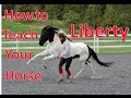 How to Teach Your Horse to do LIBERTY [The first steps of liberty training]