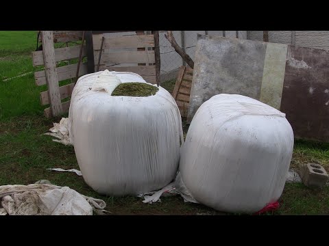 ყველა ცხოველი იძლევა სარგებელს, მაგრამ ყველა პატრონი  არ აფასებს თავის ცხოველის საქმეს და ნაშრომს.