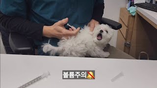 강아지 3차접종을 맞기전에 봐야하는 영상#새끼강아지#시로#말티즈#반려견#말티#puppy#pet#견생일기#일상#견생라이프#좋아요#아기강아지 #산책#강아지일상#3차접종#접종#예방접종