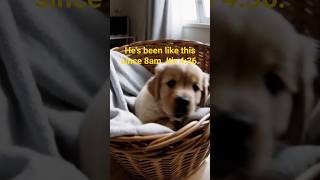 puppies do this behavior to stimulate brain development #shorts #funny