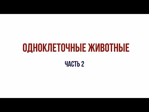 Одноклеточные животные. Часть 2. Жгутиконосцы и инфузории. Значение простейших