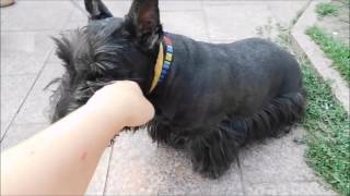 Скотч-терьер -чемпион. Собаки-одесситы. Dogs. Скотч-терьер -чемпион. Собаки-одесситы. Dogs.
