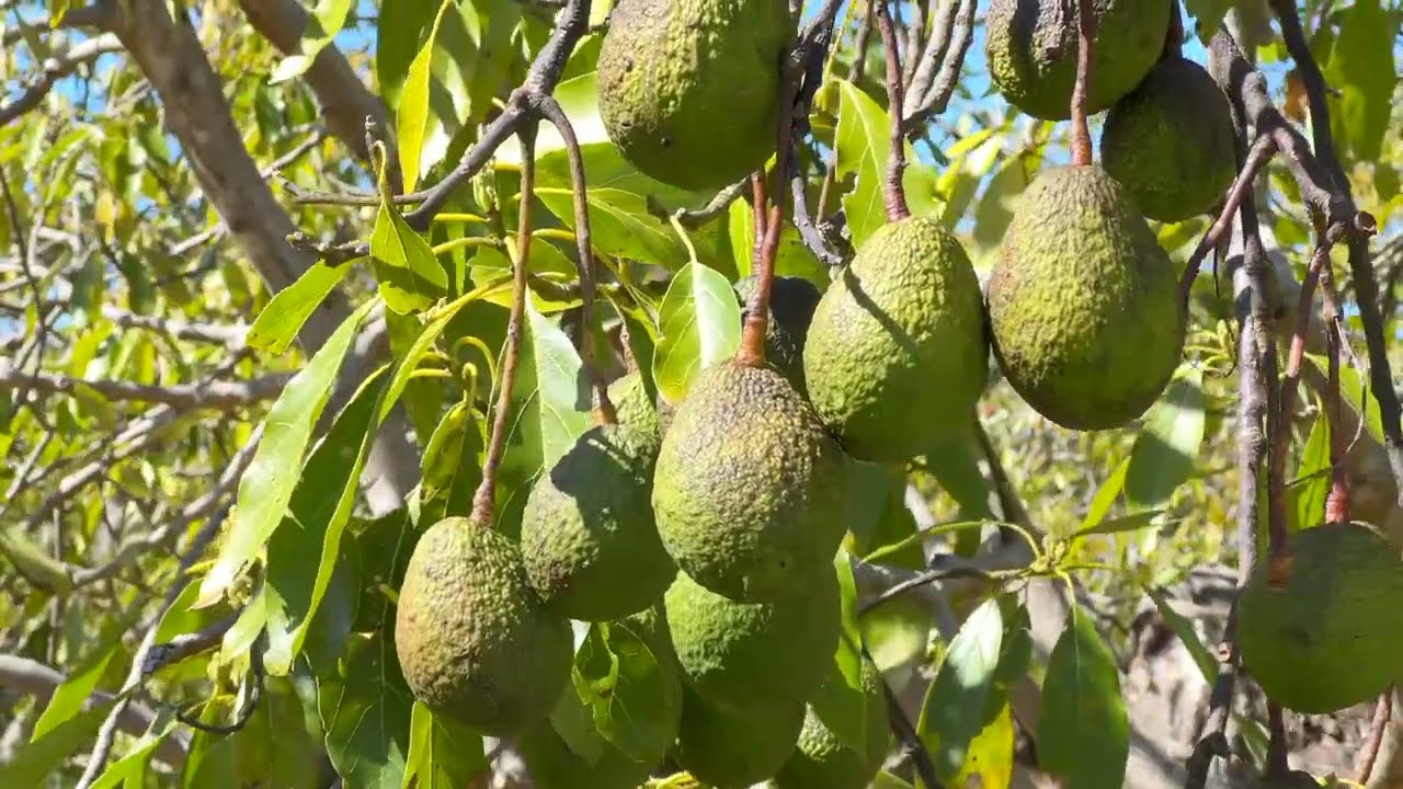 Thoughtful, functional, fruitful Tamborine Mountain acreage listing