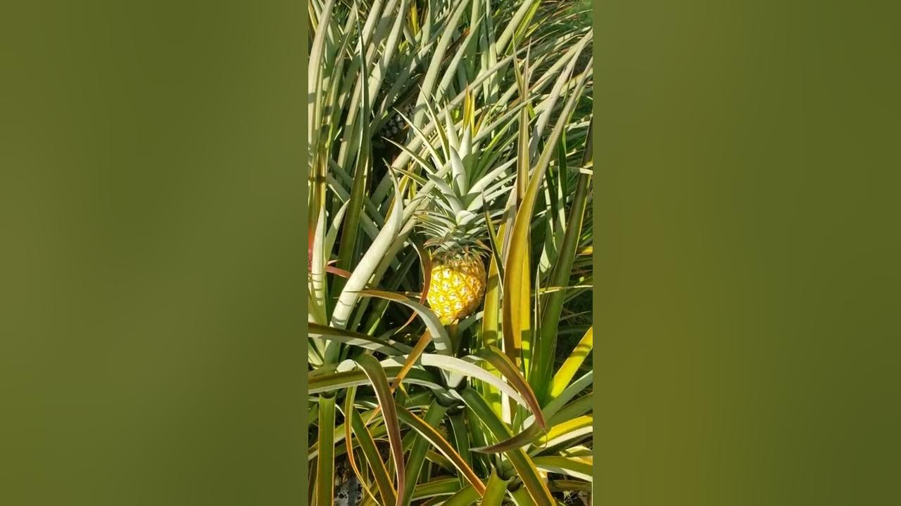 How long does it take to grow a pineapple? YouTube