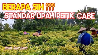 STANDAR UPAH PETIK CABE BERAPA????